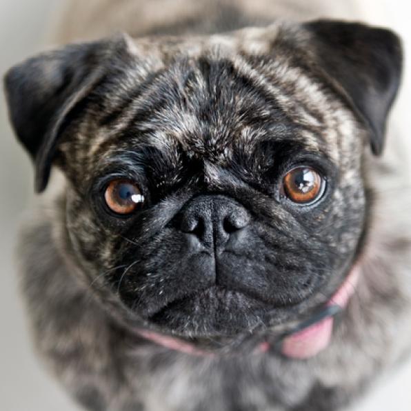 Nassau Veterinary Specialists